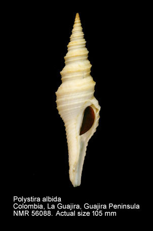 Polystira albida (4).jpg - Polystira albida (Perry,1811)